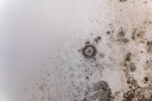 Best Residential Mold Remediation in White City, FL